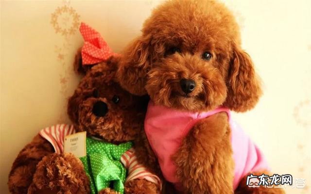 哪一刻你觉得你家的宠物“成精”了?