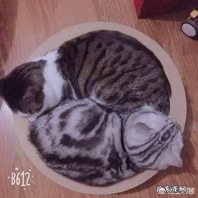 哪一刻你觉得你家的宠物“成精”了?