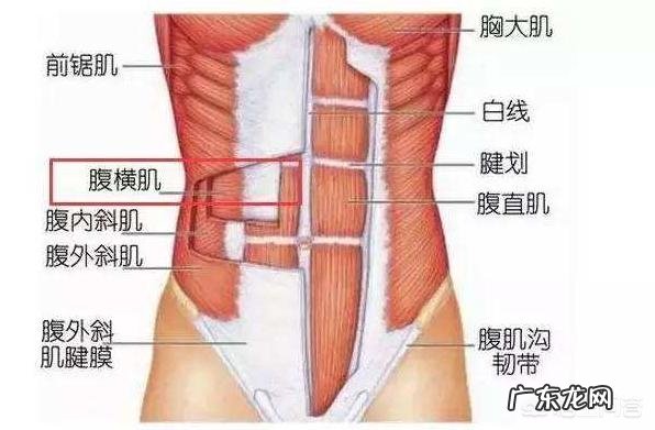 为什么以前的健美运动员多是真空腹,现在都是八块腹肌?