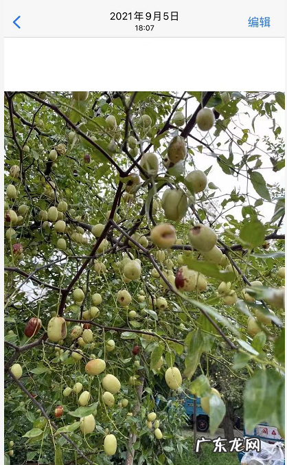 荣耀手机图片怎么镜像翻转 苹果手机图片怎么镜像翻转