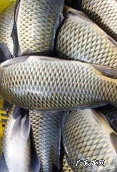 一年四季钓鱼打窝的窝料有什么区别?