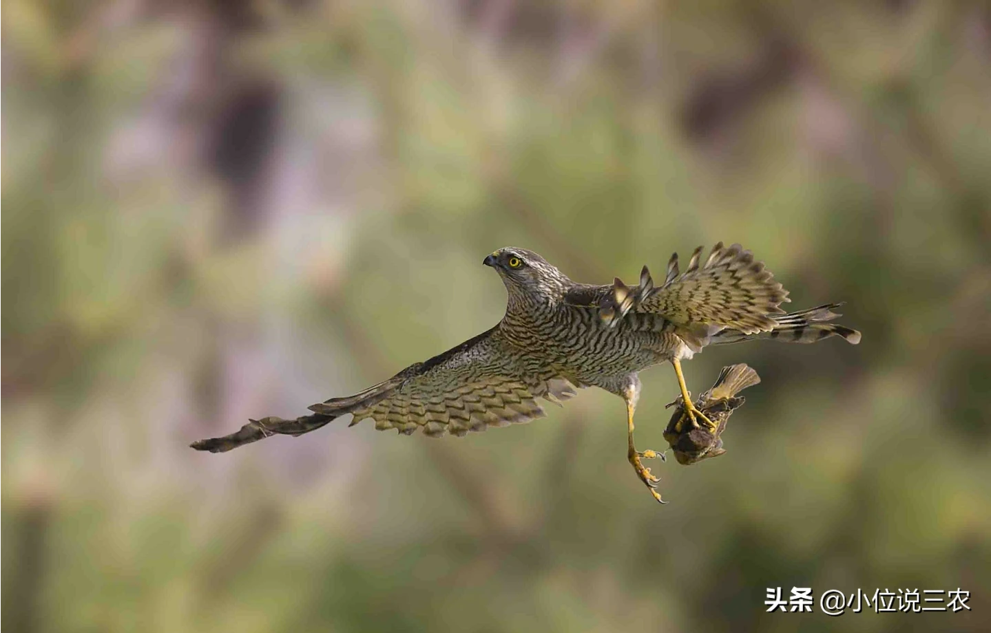 农村老辈人说,处暑有三候,分别是什么?都是什么意思?