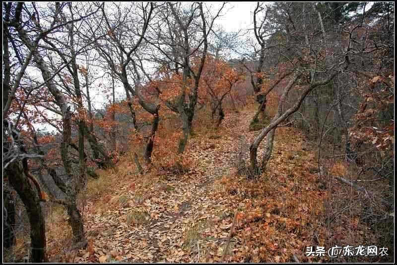 农村老辈人说,处暑有三候,分别是什么?都是什么意思?