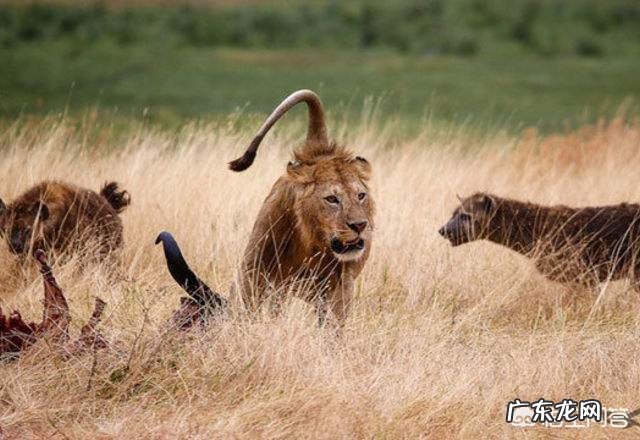 三只野生东北虎可以打过三十只藏獒和三十只高加索的团体吗?