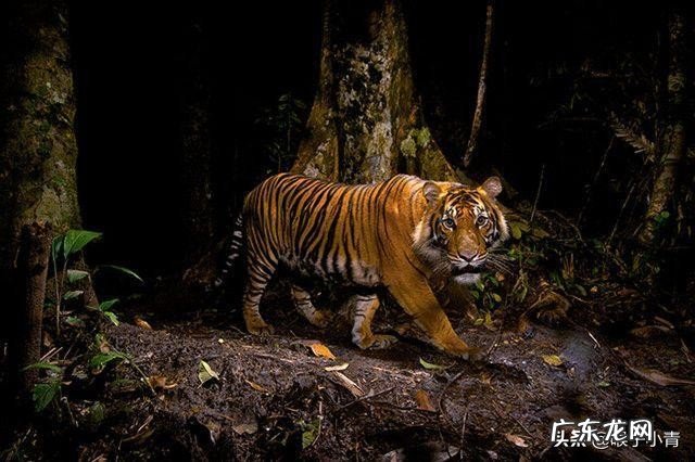 三只野生东北虎可以打过三十只藏獒和三十只高加索的团体吗?