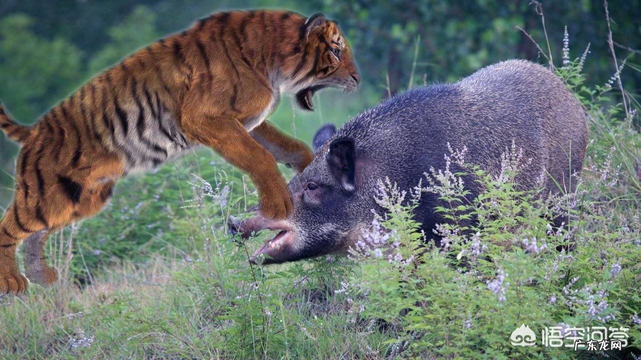 三只野生东北虎可以打过三十只藏獒和三十只高加索的团体吗?