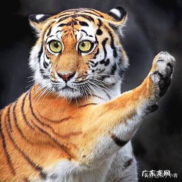 三只野生东北虎可以打过三十只藏獒和三十只高加索的团体吗?