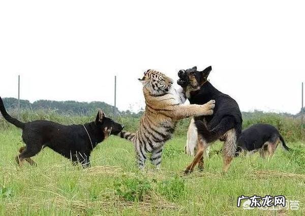 三只野生东北虎可以打过三十只藏獒和三十只高加索的团体吗?