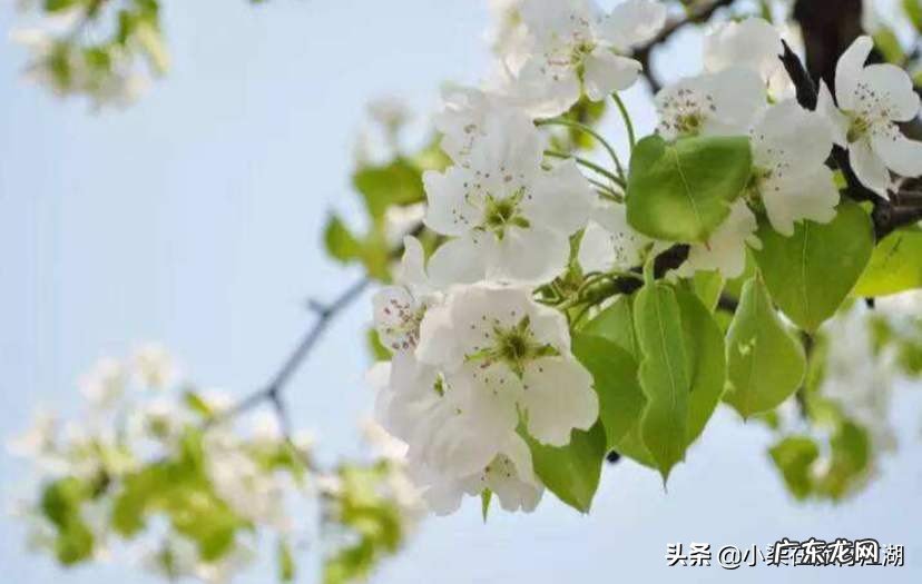 “忽如一夜春风来，千树万树梨花开”，梨花真的会一夜之间盛开吗？