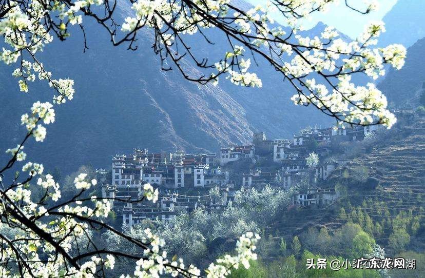 “忽如一夜春风来，千树万树梨花开”，梨花真的会一夜之间盛开吗？