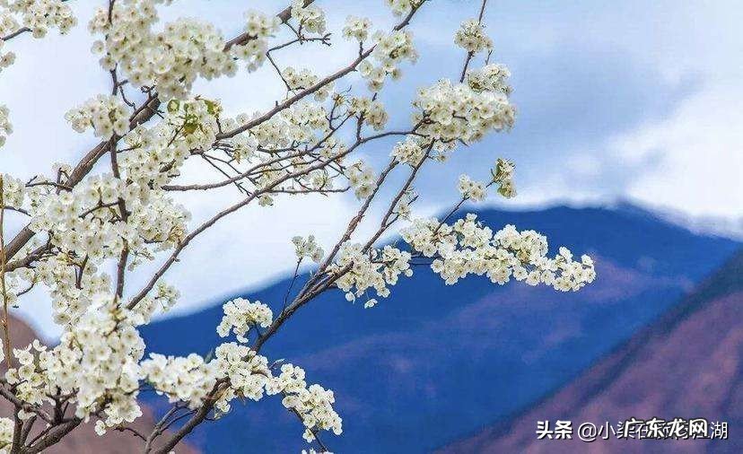 “忽如一夜春风来，千树万树梨花开”，梨花真的会一夜之间盛开吗？