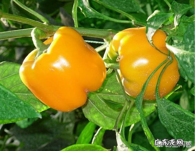 为什么把种子送上太空再下来种,种出来的东西比较大?