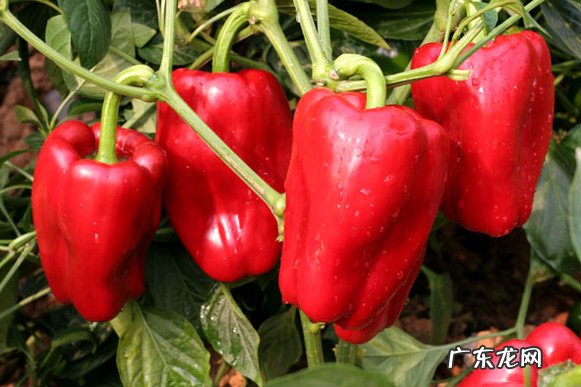 什么食物可以清楚体内的湿气？