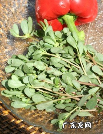 什么食物可以清楚体内的湿气？