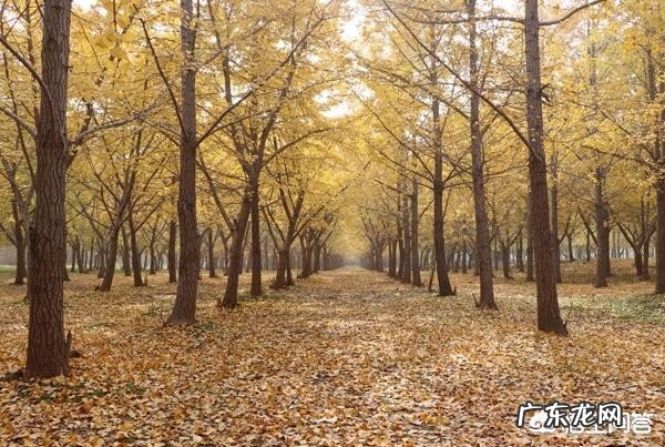 你喜欢银杏吗?原因是什么?