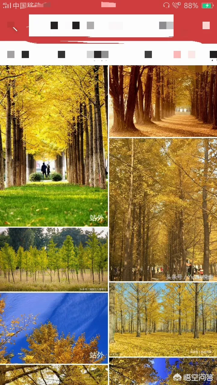 你喜欢银杏吗?原因是什么?