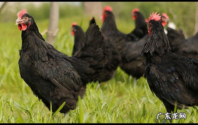 从褚时健励志橙的成功案列,对农村产业的发展得到什么启发?