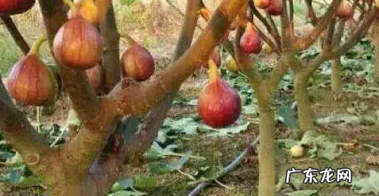 无花果是凶树还是吉树 无花果是凶树还是吉树图片