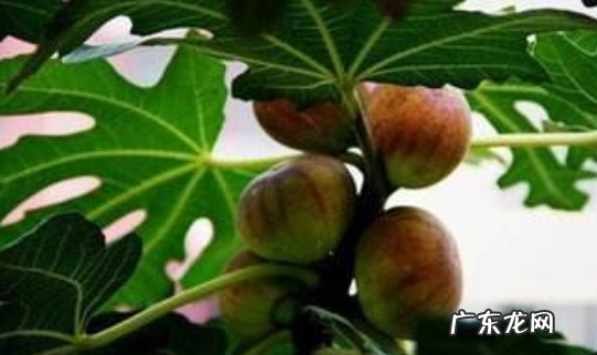 无花果是凶树还是吉树 无花果是凶树还是吉树图片