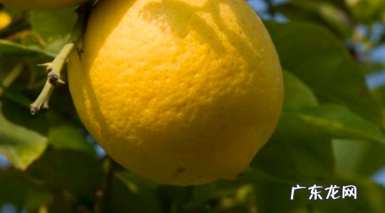 家里种柠檬树吉利吗 家里种柠檬树吉利吗北方