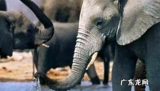 为什么犀牛割了角会死 犀牛角被割后的后果