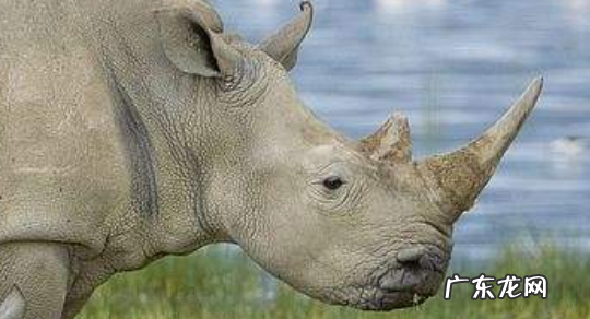 为什么犀牛割了角会死 犀牛角被割后的后果