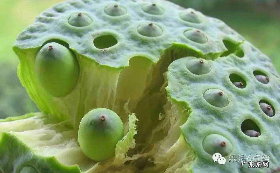 新鲜莲子上市啦没 莲子剥壳去皮机