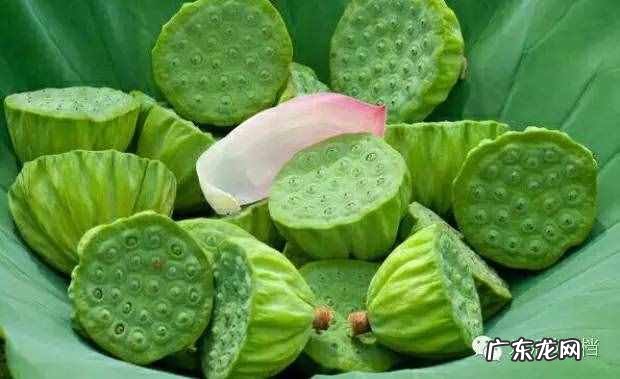 新鲜莲子上市啦没 莲子剥壳去皮机