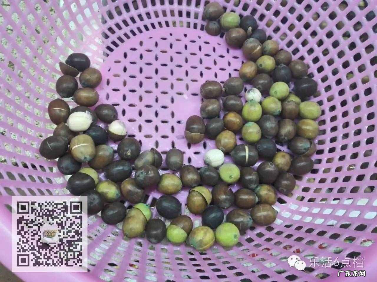 新鲜莲子上市啦没 莲子剥壳去皮机