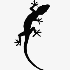 农村老话:愿打十条蛇,不杀家壁虎。壁虎什么来头如此受欢迎?