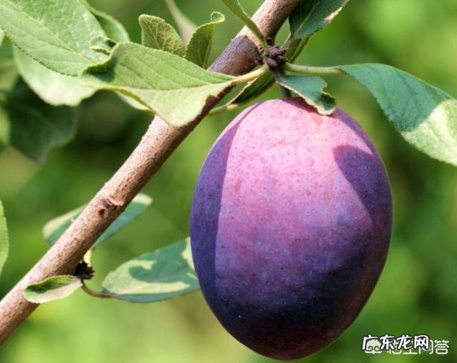 五个月宝宝能吃哪些蔬菜?有哪些宝宝食谱分享?