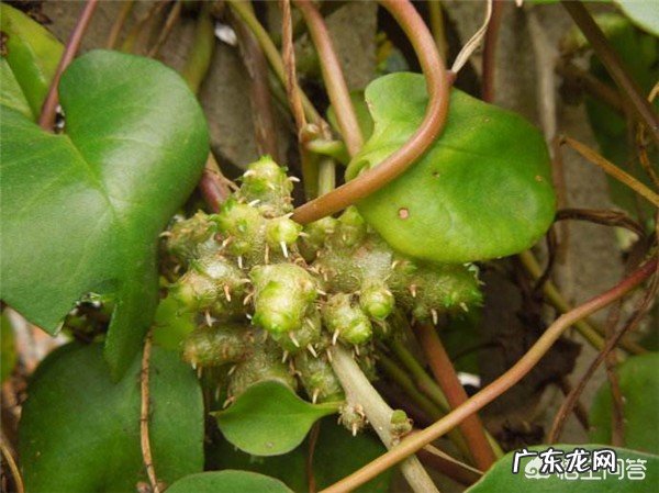 三七和田七有什么区别?分别有什么功效?