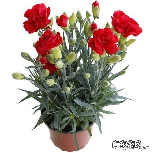 康乃馨盆栽养殖方法有哪些?