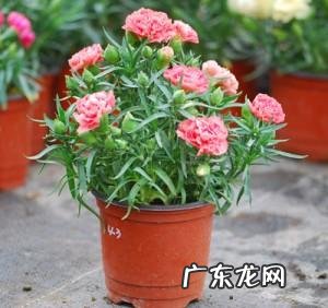 康乃馨盆栽养殖方法有哪些?