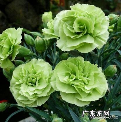 康乃馨盆栽养殖方法有哪些?