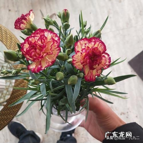 康乃馨盆栽养殖方法有哪些？