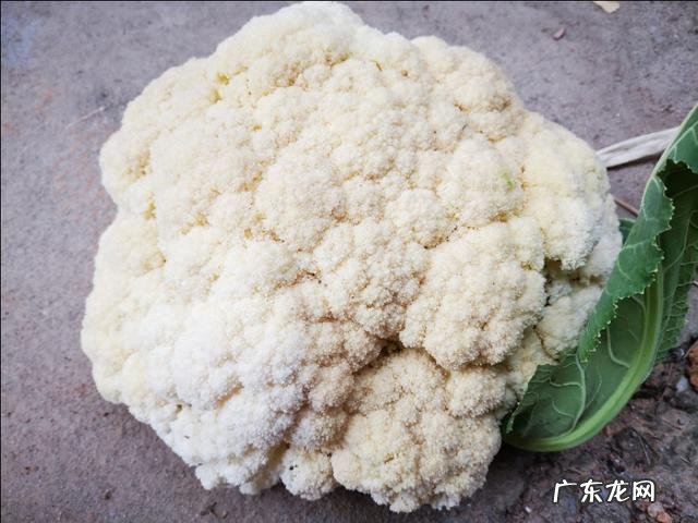 农村种植花菜,白花菜好还是绿花菜好?