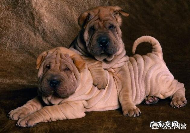 为什么沙皮狗越来越少人养呢?