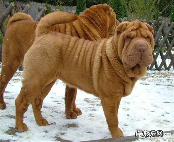 为什么沙皮狗越来越少人养呢?