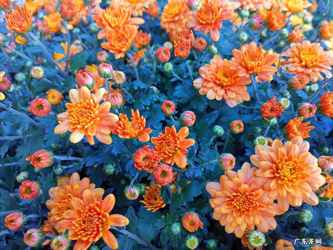 你眼中的秋分是什么样子的，可以用一些优美句子描述吗？