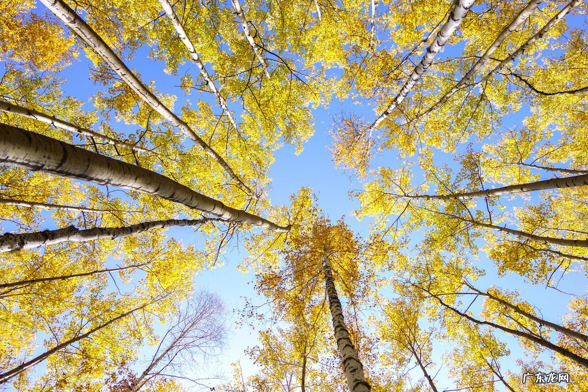 你眼中的秋分是什么样子的，可以用一些优美句子描述吗？