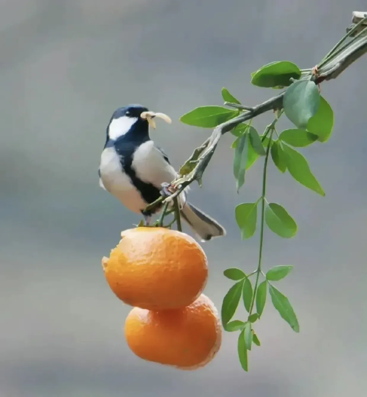 什么话其实是骂人,但听起来像夸人?