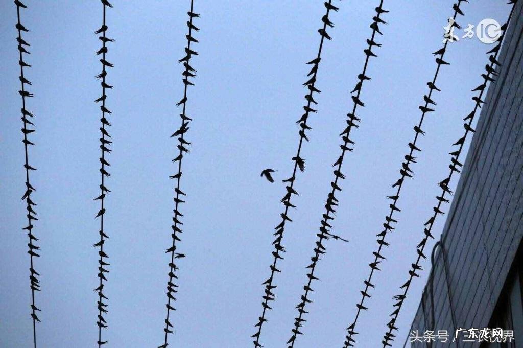 蚯蚓爬到路上预示着什么天气 蚯蚓往上爬雨水