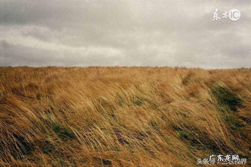 蚯蚓爬到路上预示着什么天气 蚯蚓往上爬雨水