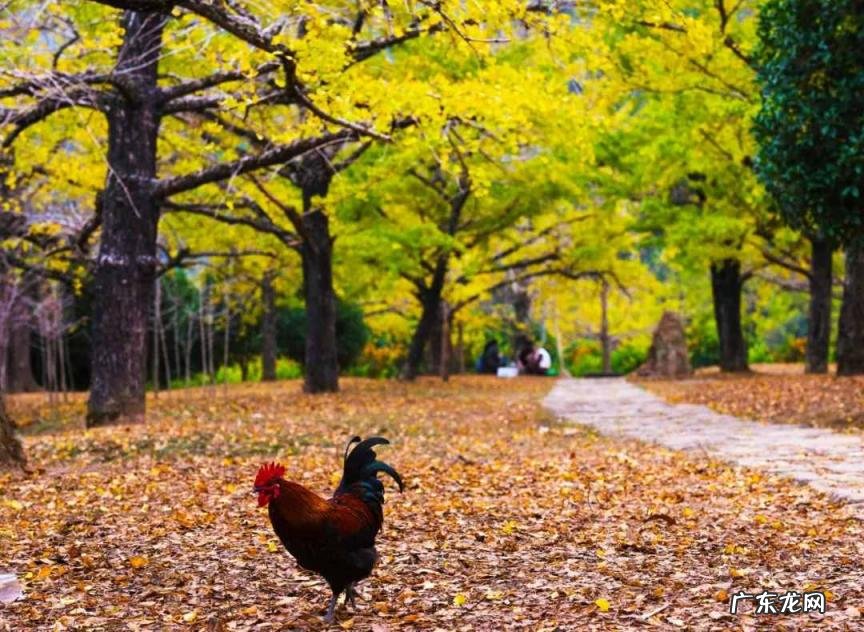 国庆小众旅游地 国庆出游推荐地成都