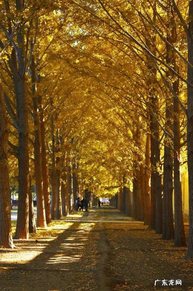 国庆小众旅游地 国庆出游推荐地成都