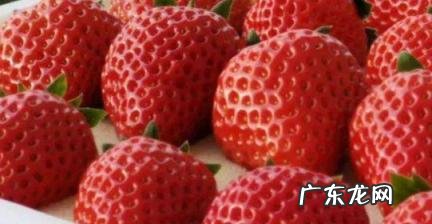 为什么丹东草莓出名 为什么丹东草莓出名那么多