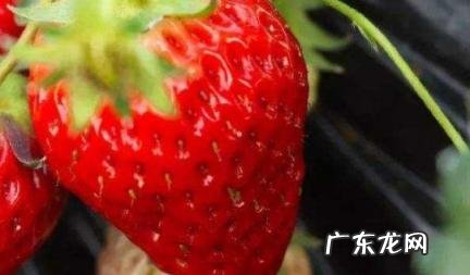 白草莓为什么这么贵 白色的草莓为什么这么贵
