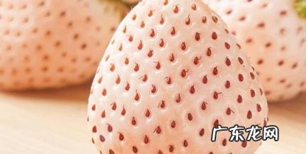 白草莓为什么这么贵 白色的草莓为什么这么贵