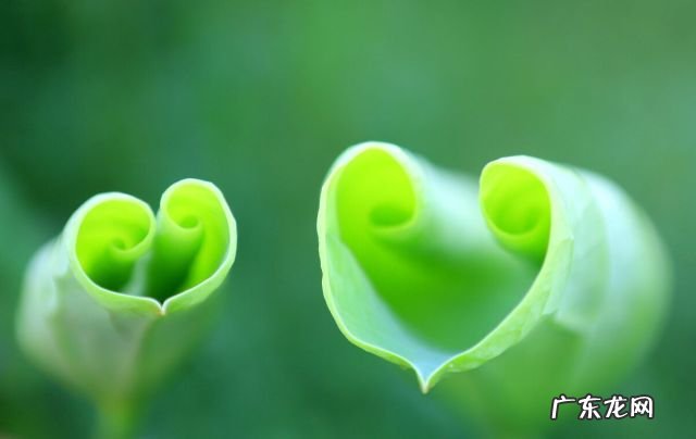 桃子和阿狸的故事短篇漫画 桃子和阿狸的故事短篇作文